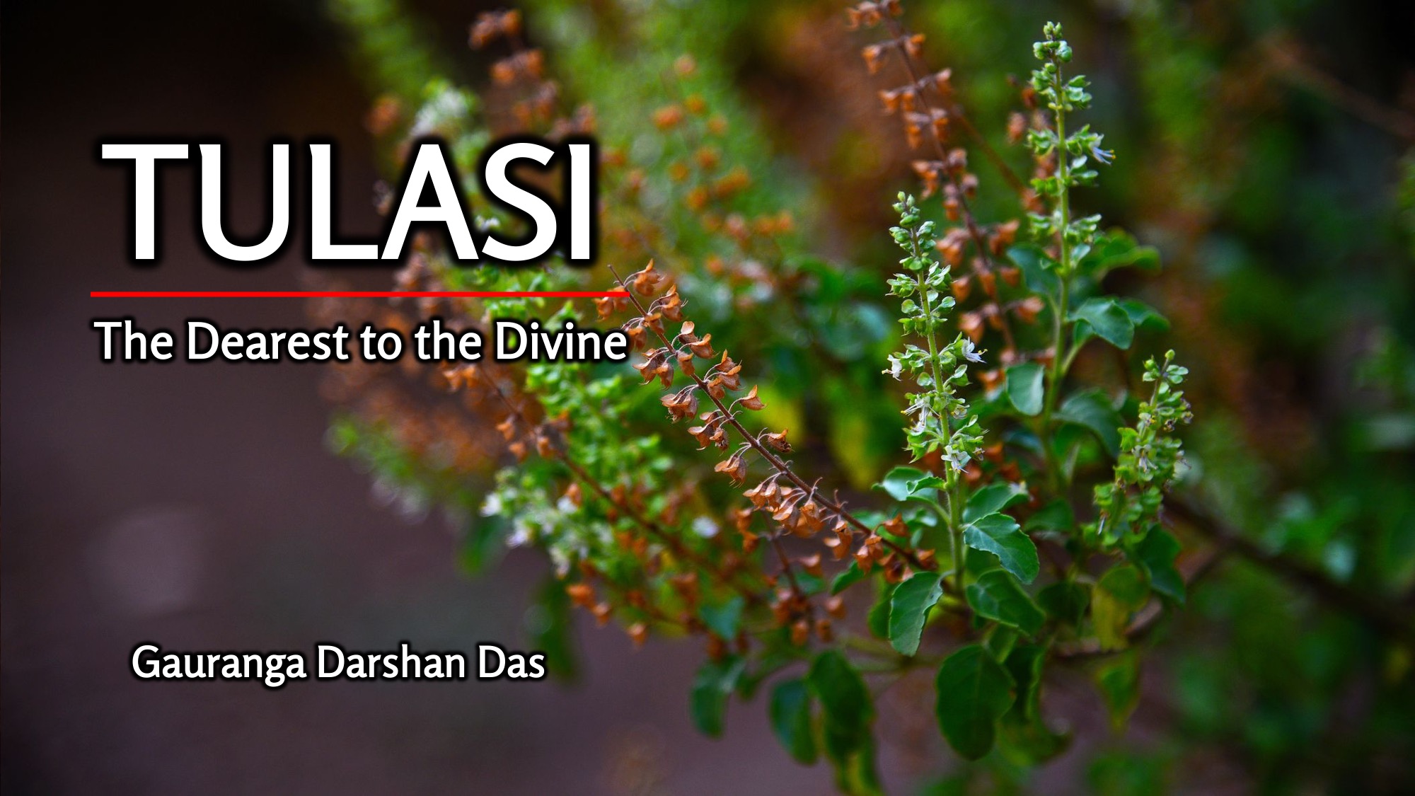 You are currently viewing TULASI: The Dearest to the Divine